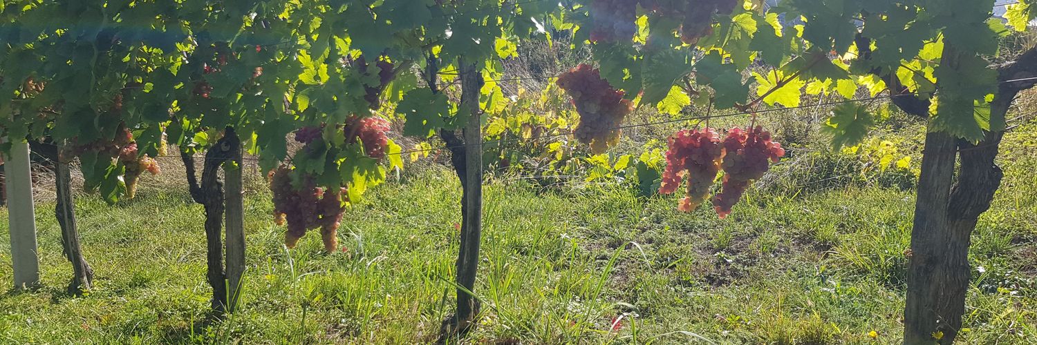 Mihael Šuštaršič banner