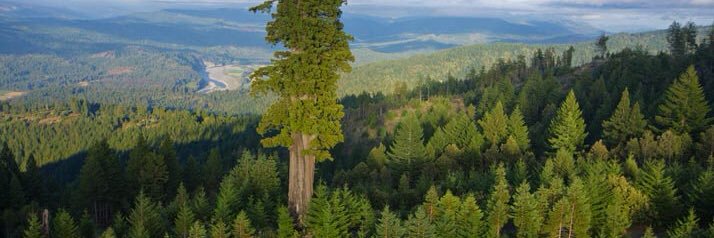 ForestConserver's profile banner image