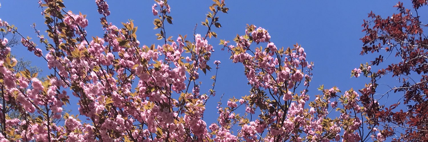 beesxrah's profile banner image