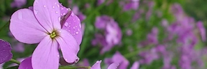 Cara banner