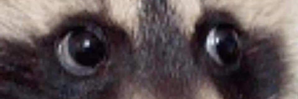 Cx banner