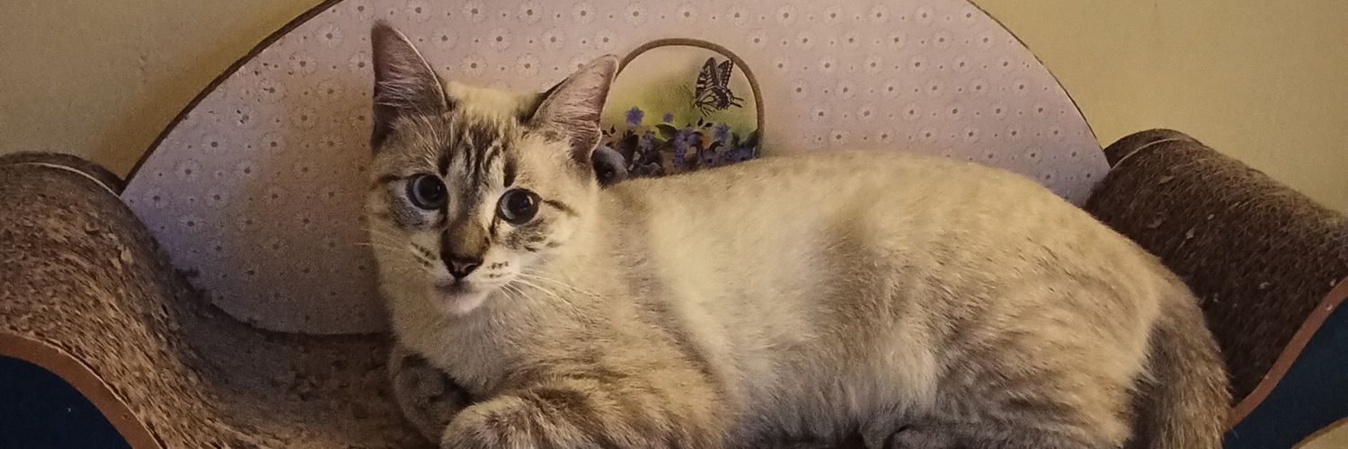 gabrielacamara's profile banner image