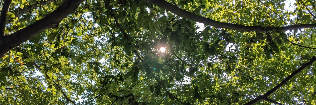 Alba Brunetti banner