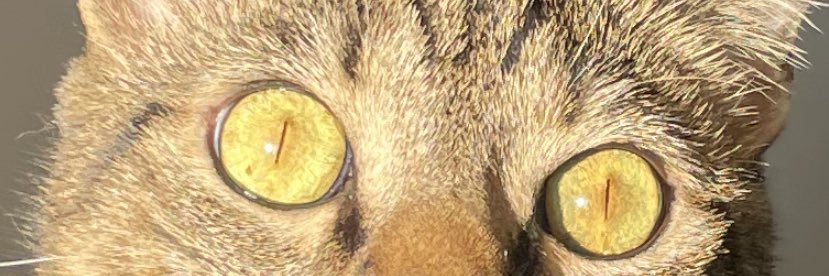 Dub_args's profile banner image