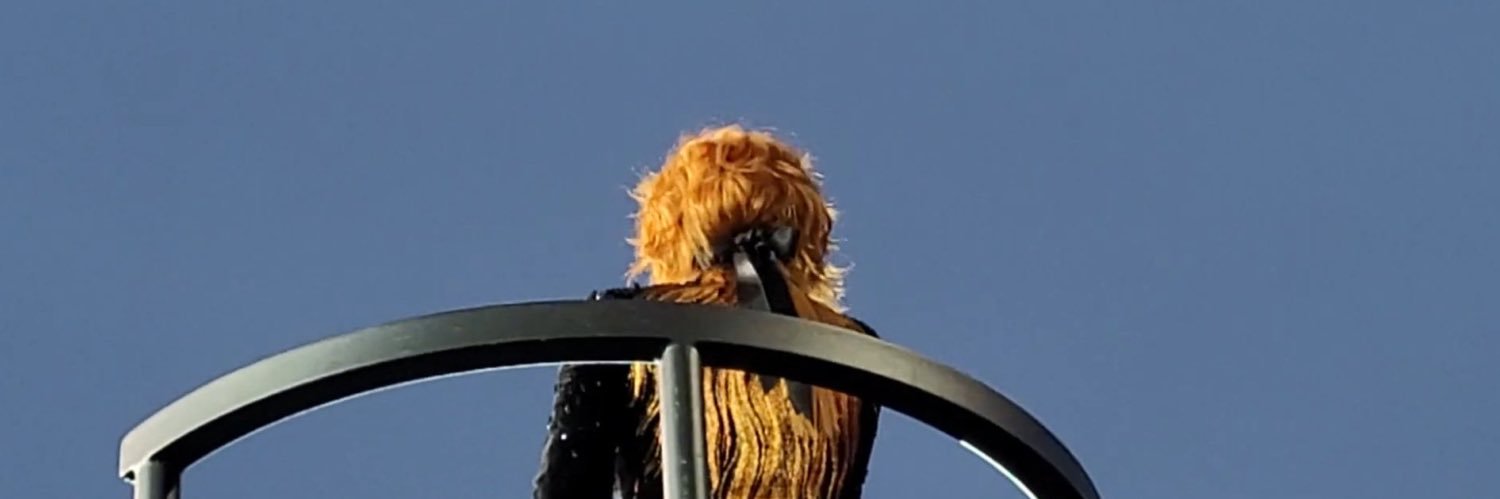brumileo's profile banner image