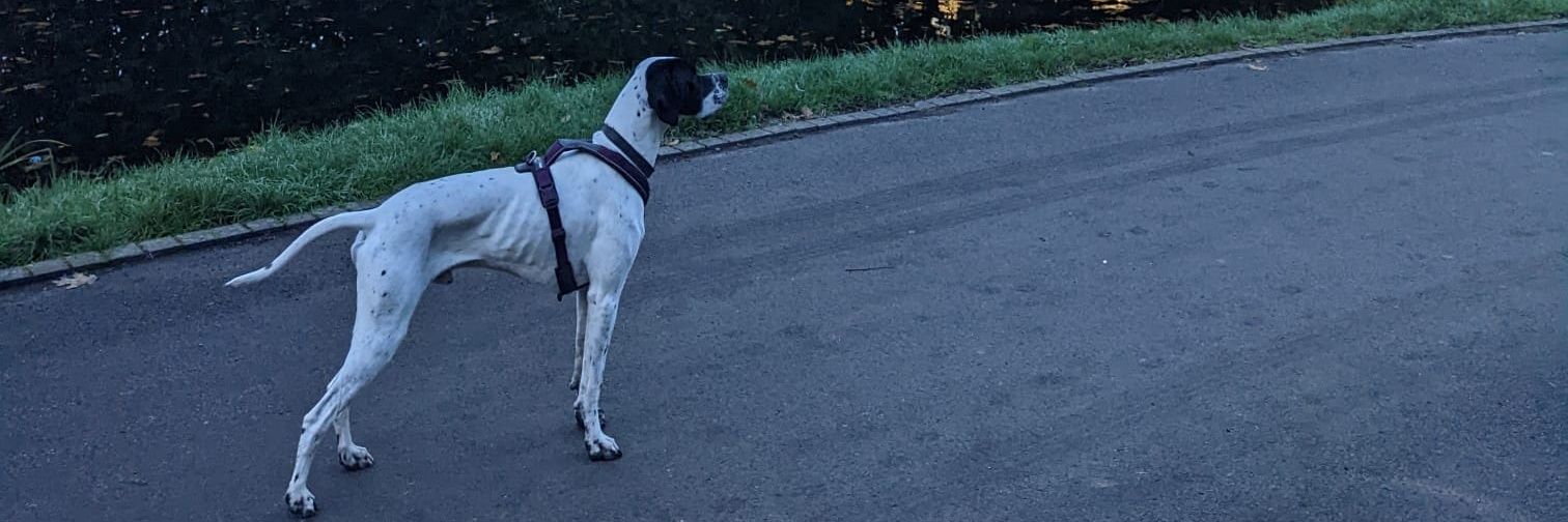 Anna Chiumento banner