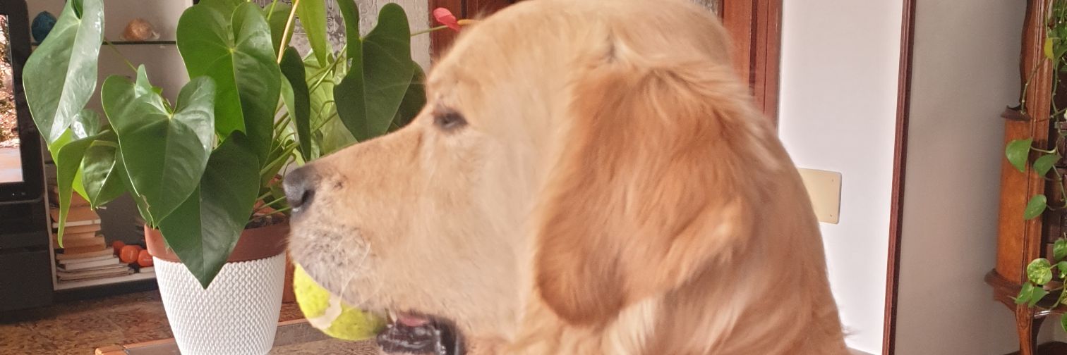 RambaldiM's profile banner image