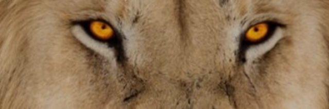 BreithauptP's profile banner image