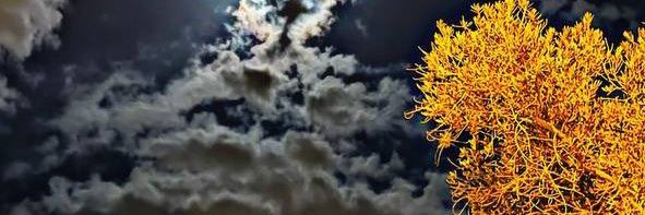 ...عبدالرحمن الحربي banner