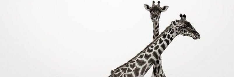 EwEy__'s profile banner image