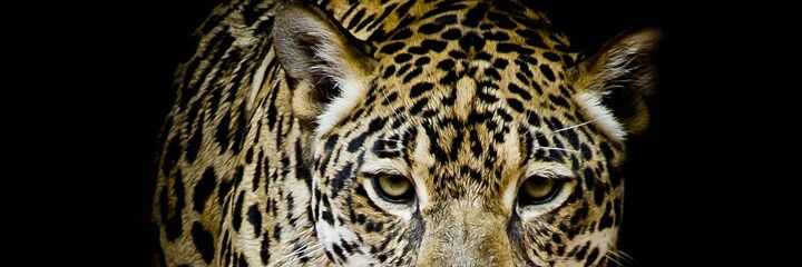 ptthakor's profile banner image