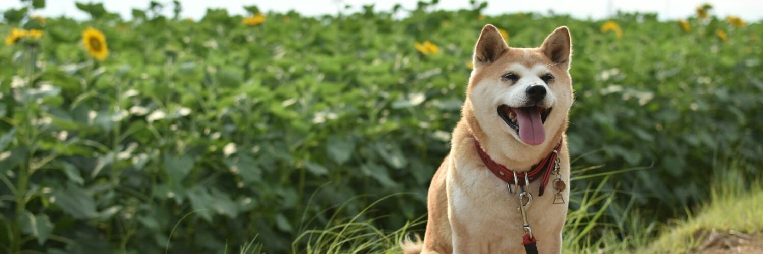 yvonneeeeeee's profile banner image