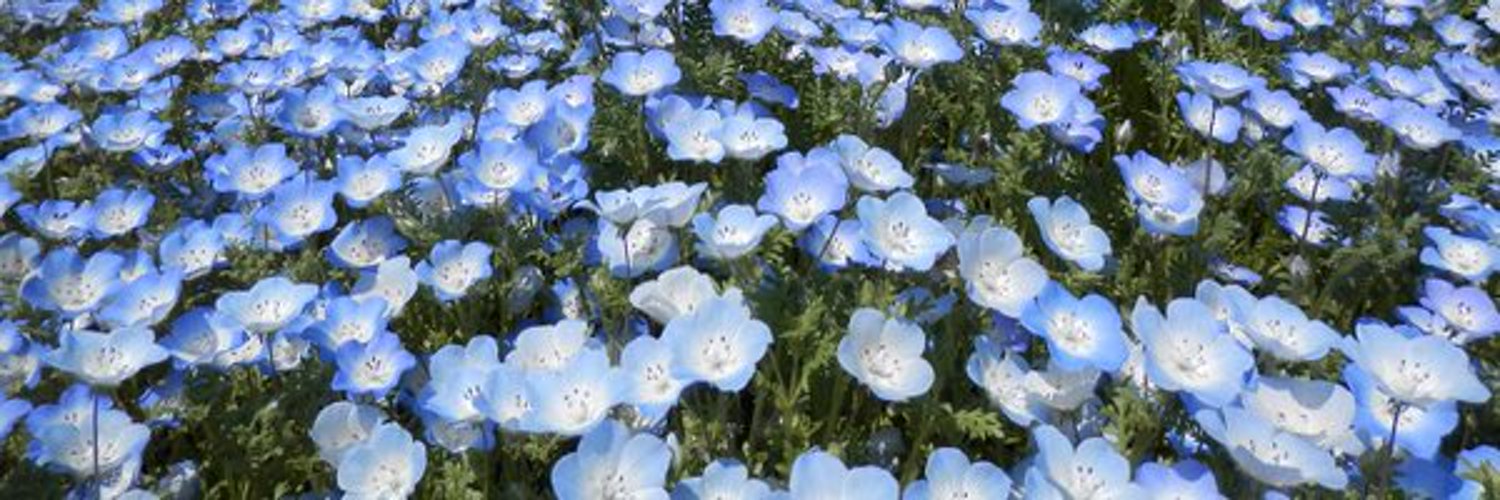 ayuminz's profile banner image