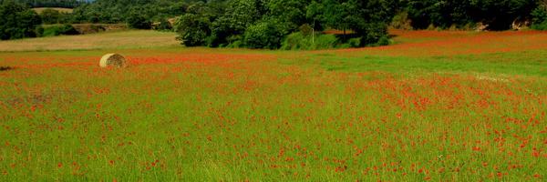 AlisonLove5 Profile Banner