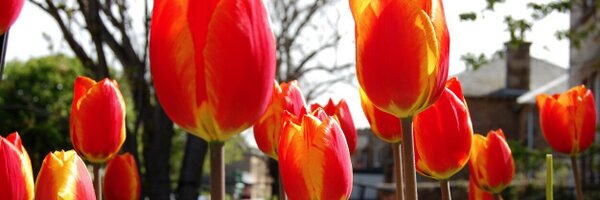 NBinBloom Profile Banner