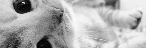 hylprstblk's profile banner image