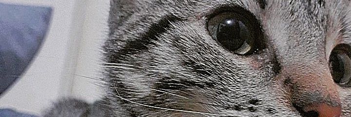 spesanie's profile banner image