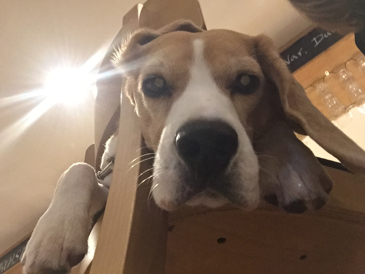 marley_beagle's profile banner image