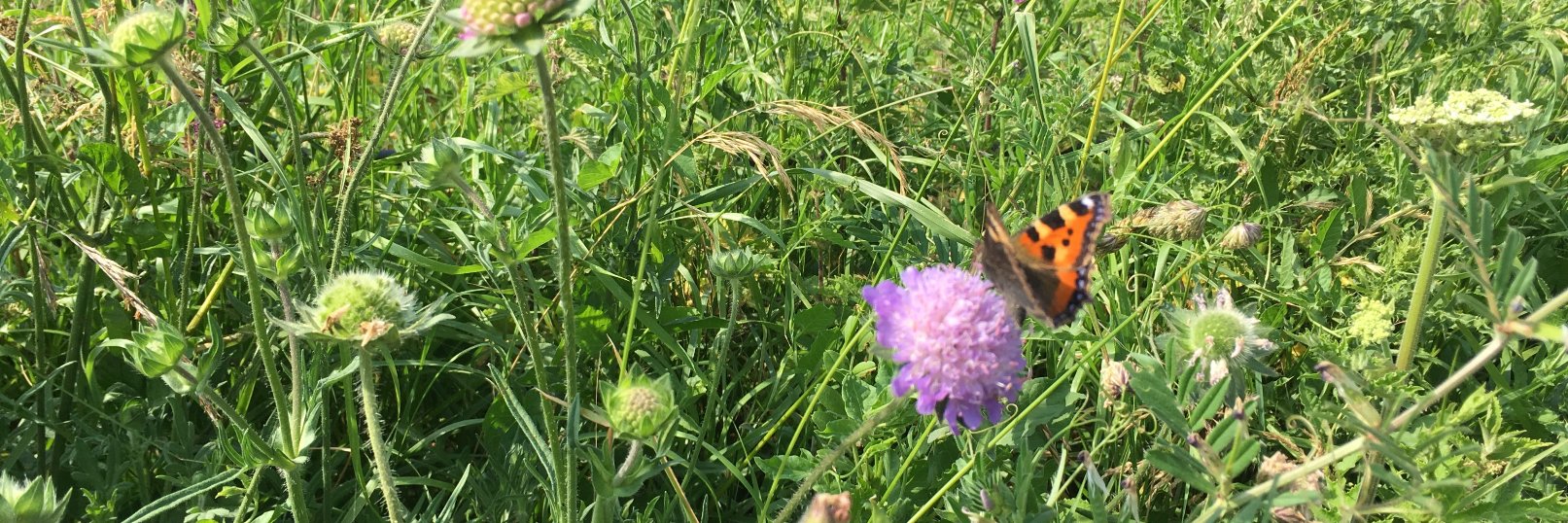 Susan Harvard banner