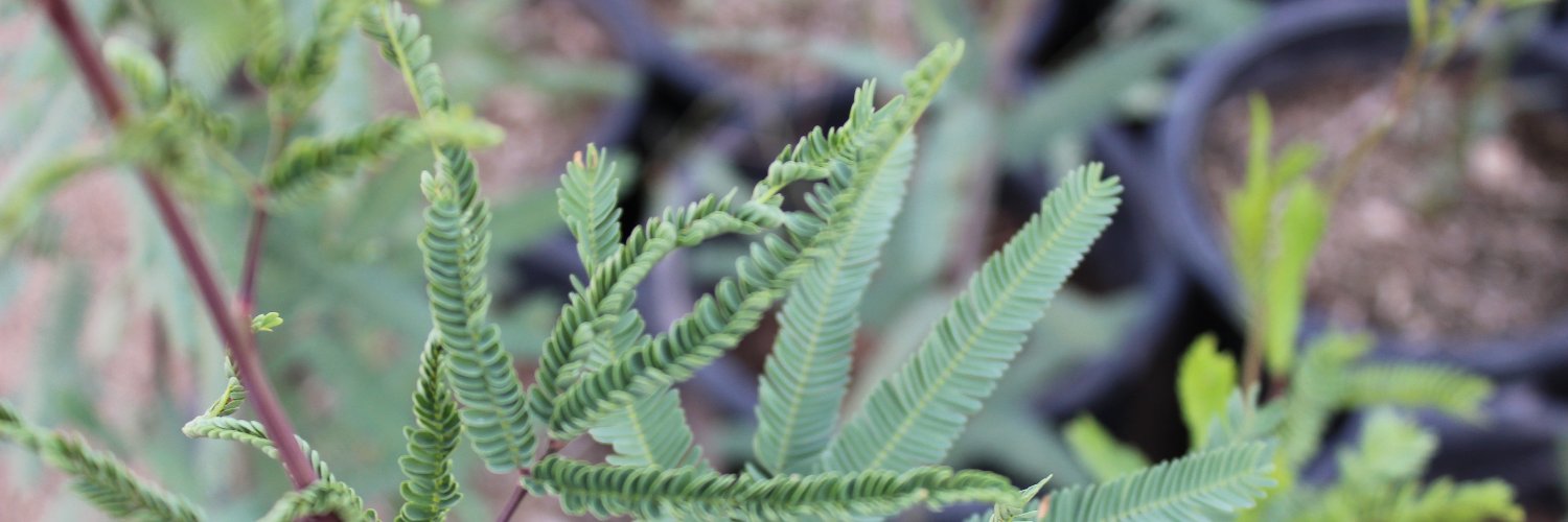 TreesMatterAZ's profile banner image