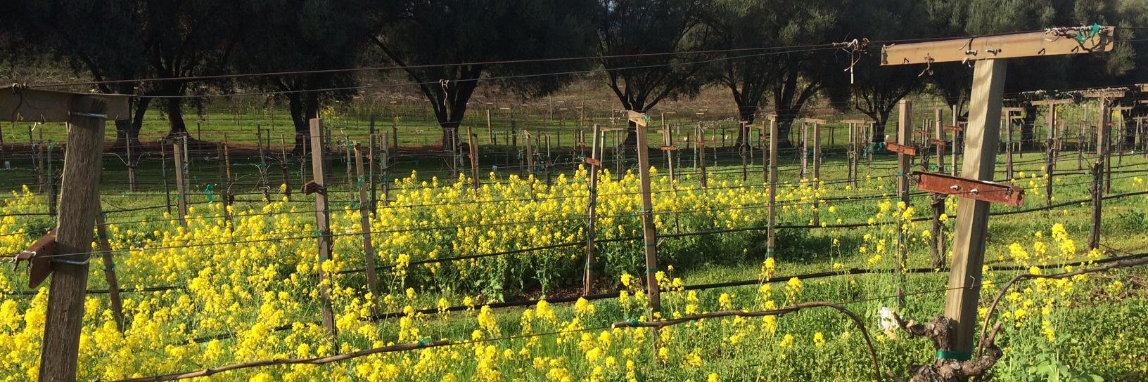 Smith-Madrone Winery banner