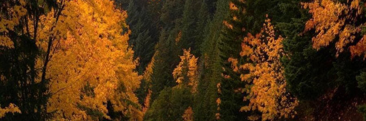 Zestine_R's profile banner image