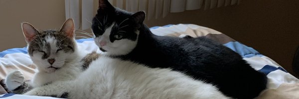 catsrule0 Profile Banner