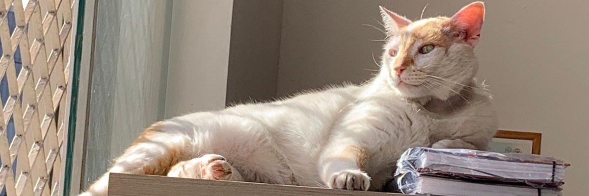 heywookie's profile banner image