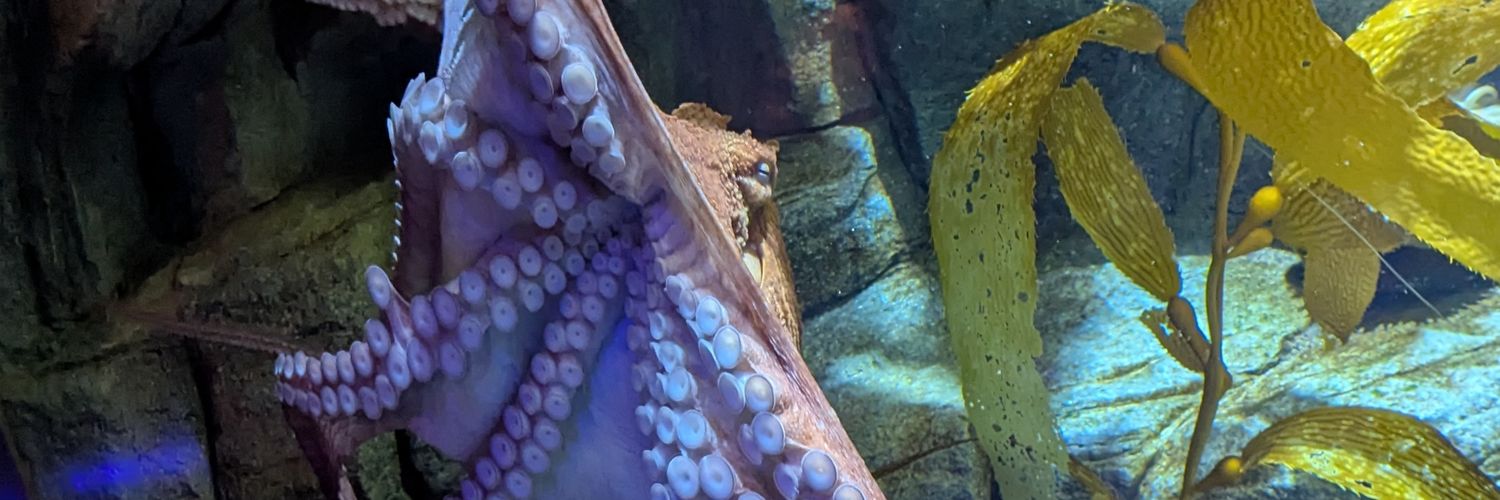 LittlestFalcon's profile banner image