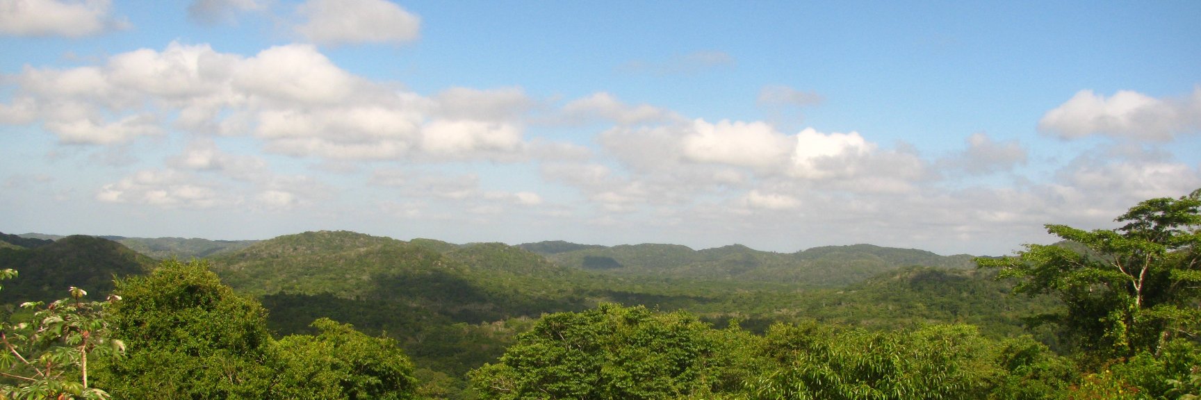 Thomas Pienkowski banner