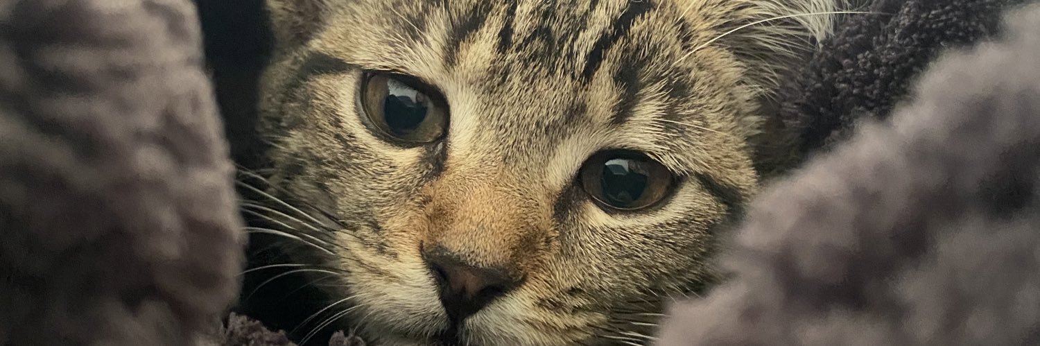BoursonEmma's profile banner image