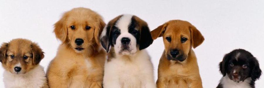 PetClubTransfer banner