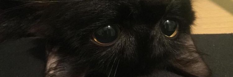 CaitFtDelian's profile banner image