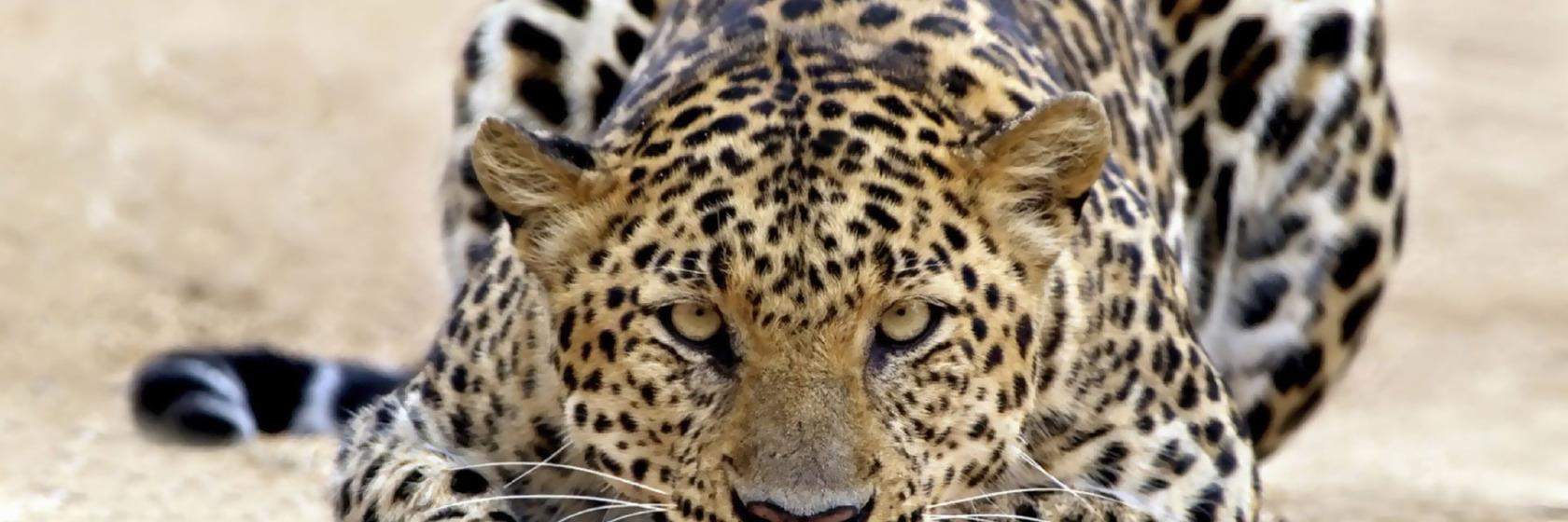 Alfredo Barba Polo banner