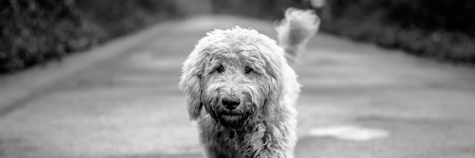 CookesPremDogs's profile banner image