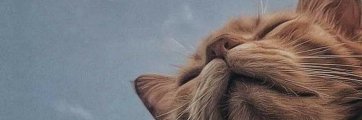 eapachecop's profile banner image