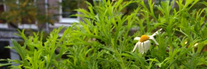 Buurt_compost's profile banner image