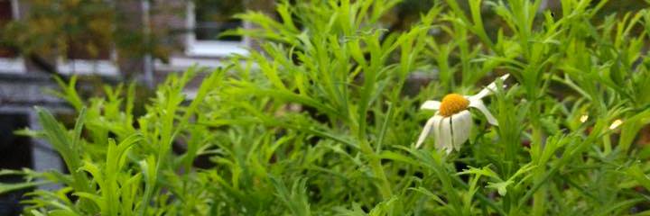 Buurtcompost's profile banner image