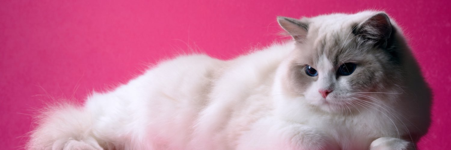 sakura925_'s profile banner image