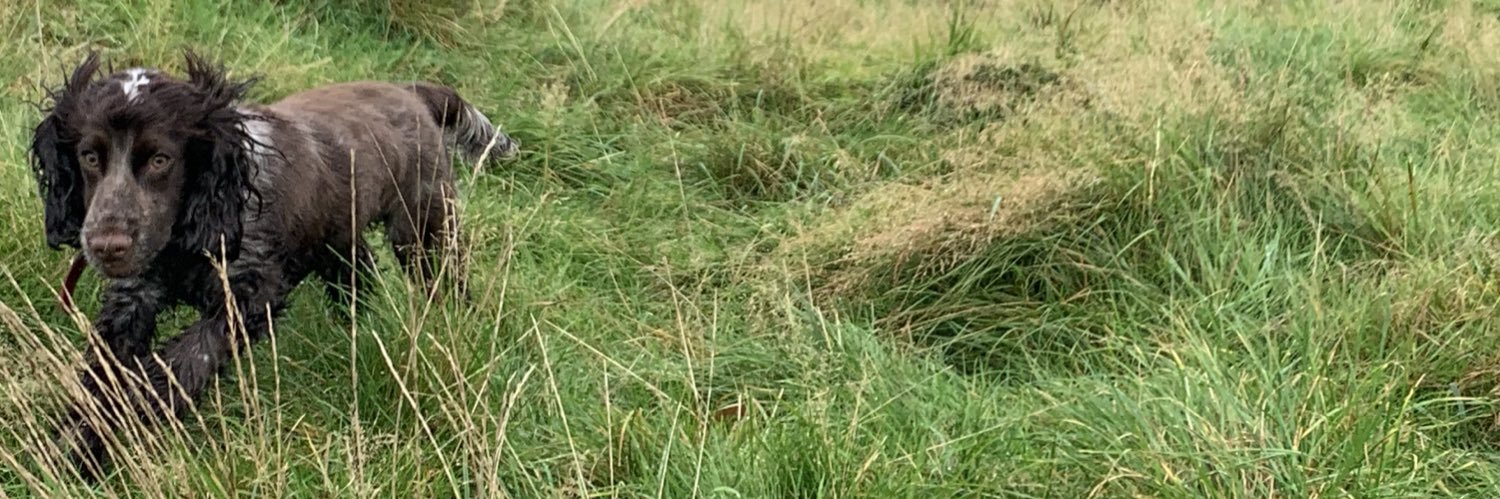 Laura Macfarlane banner