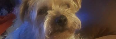 Liightcat's profile banner image