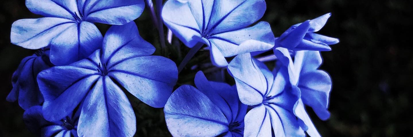 ellemiroir's profile banner image