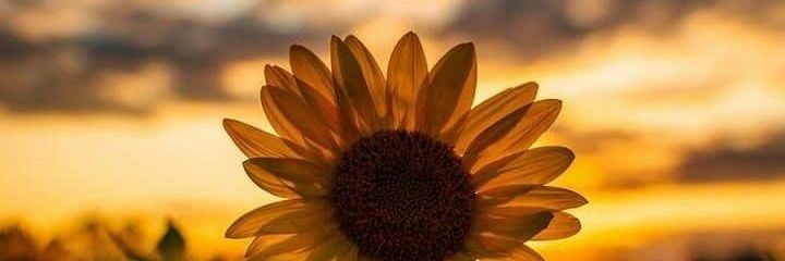ace53252887's profile banner image