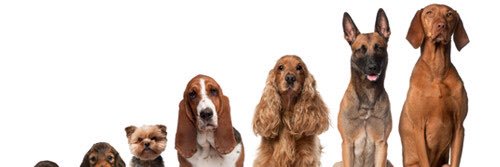 dogg_man49's profile banner image