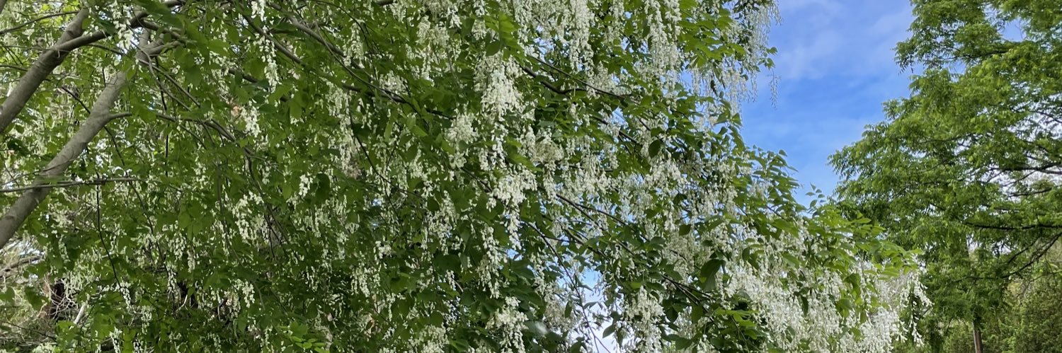 Ramon 🇨🇴 banner