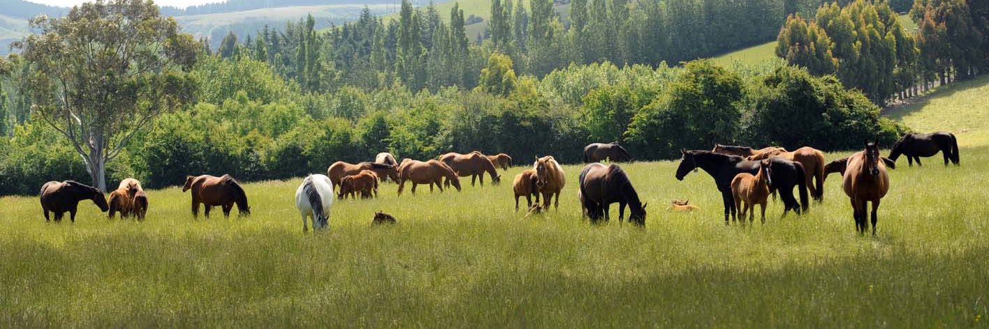 White Robe Lodge banner