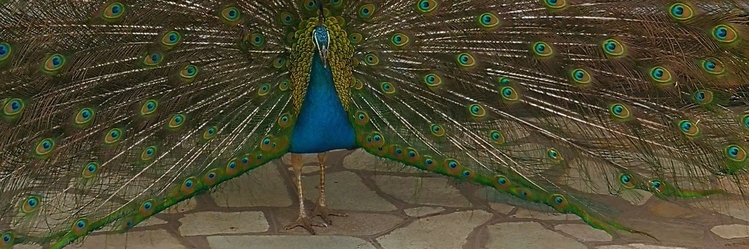 thabsbabiri's profile banner image