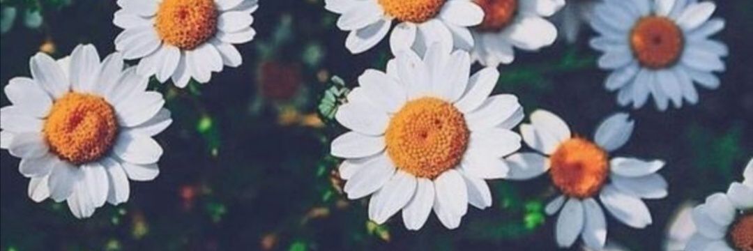 RocioGoomez1's profile banner image