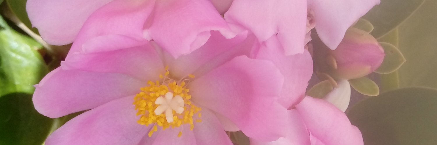 HebeMG's profile banner image