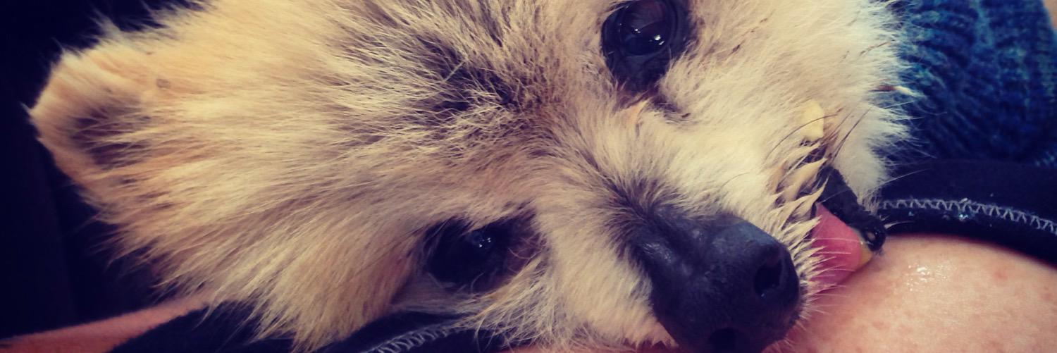 lambtoast's profile banner image